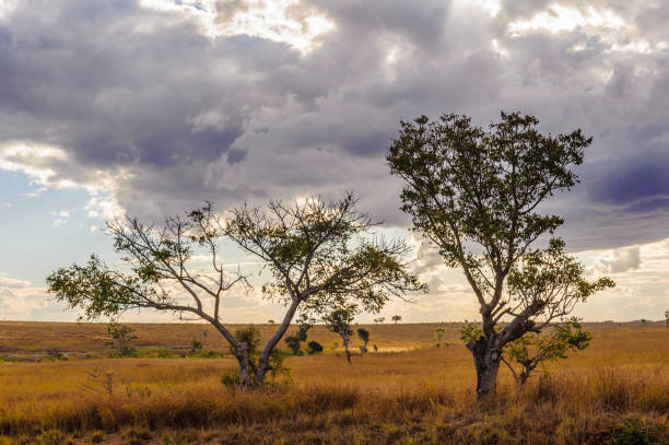 istock Typical nature of Madagascar, Africa 826405572