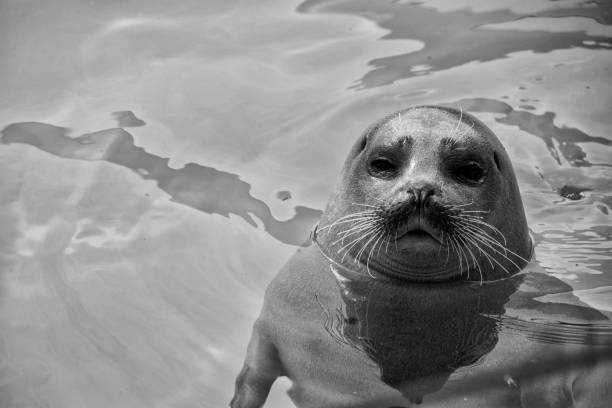 istock Cute seal in the water 826406148