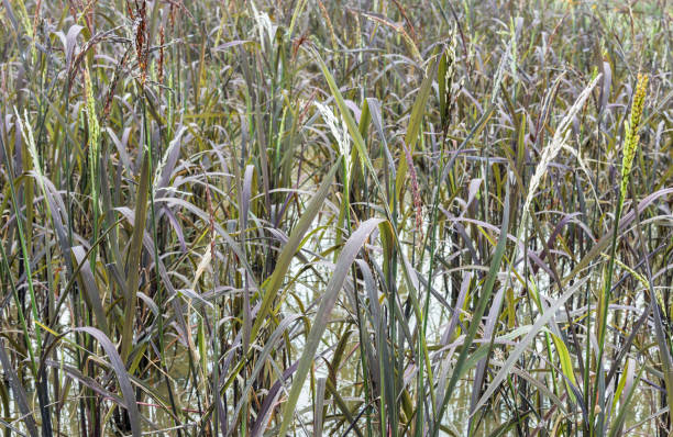 istock Riceberry field which in the Thai rice varieties 826408356