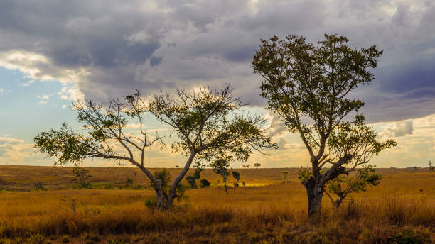 istock Bautful sight of tree on a sunset in Africa 826408842