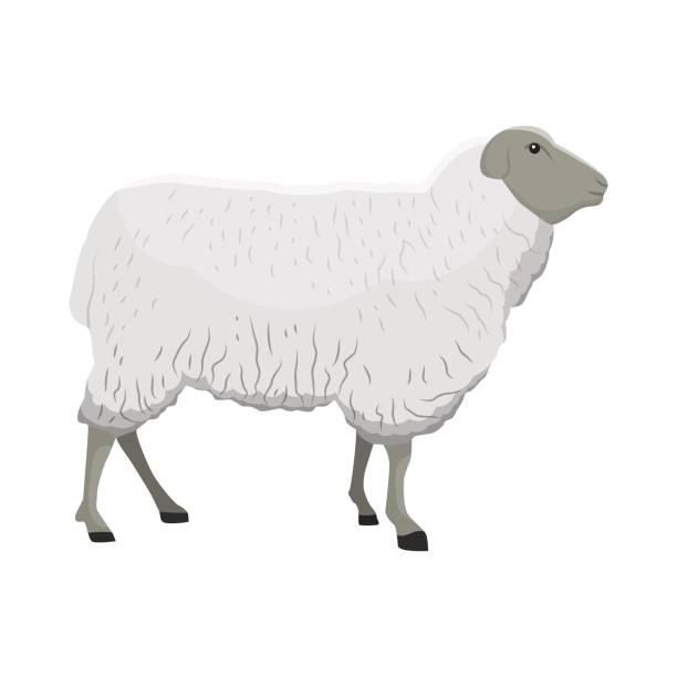 ilustrações de stock, clip art, desenhos animados e ícones de vector illustration of a sheep/ewe on white background. farm animals topic. - jumbuck