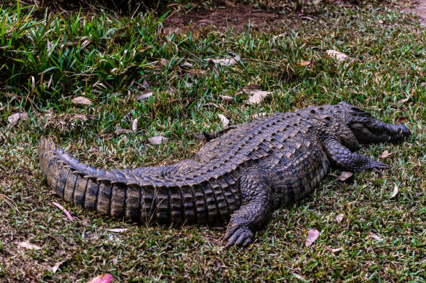istock Nile crocodile (Crocodylus niloticus), Africa 826409184