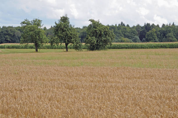 istock summer in the country 826409464