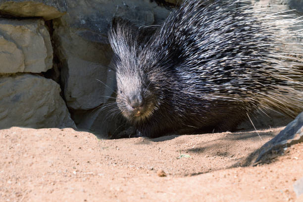 istock Porcupine with prickle 826409624