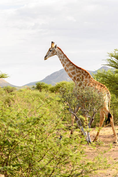 istock Giraffe in the Erindi Private Game Reserve, Namibia 826412660