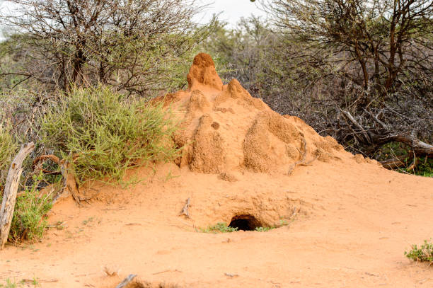 Nature of the Erindi Private Game Reserve, Namibia