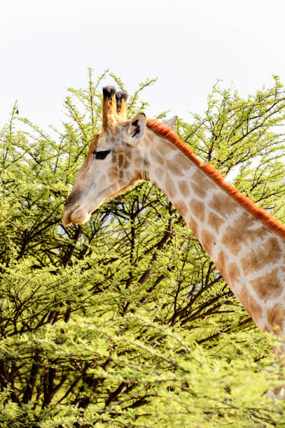 istock Giraffe in the Erindi Private Game Reserve, Namibia 826415584