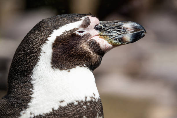 detail-porträt eines pinguins. pinguin auf dem felsen am wasser. - antarctica penguin ice emperor stock-fotos und bilder