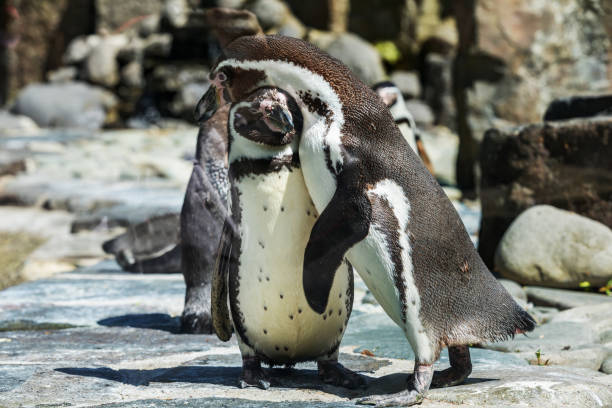 detail-porträt eines pinguins. zwei pinguine mit einem schnabel in der mitte, auf der suche nach ein paar pinguine. - antarctica penguin ice emperor stock-fotos und bilder