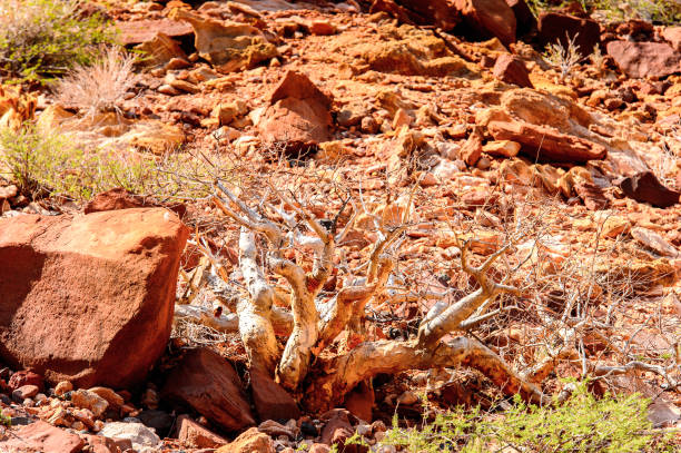 istock Rocks and stones of Twyfelfontein, Namibia 826417168