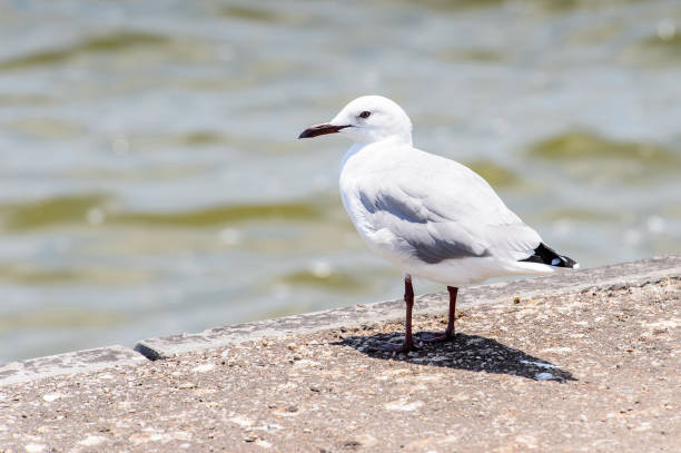 istock Albatross of the Walvis Bay, Namibia 826419434