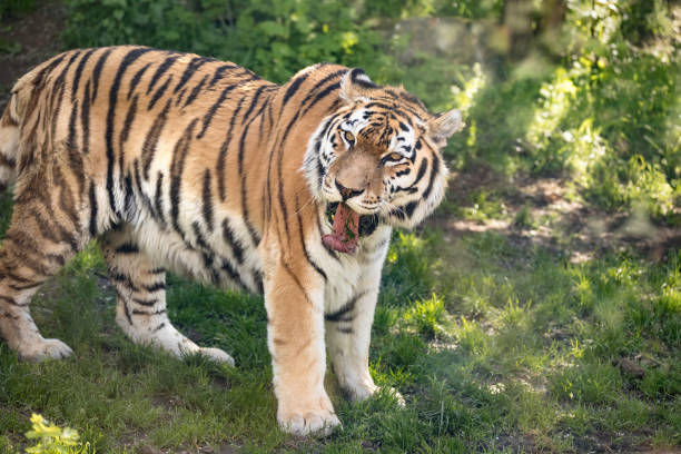istock Portrait of a Siberian tiger 826420086