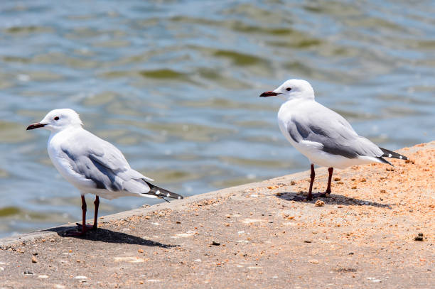 istock Albatross of the Walvis Bay, Namibia 826420312
