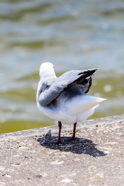 istock Albatross of the Walvis Bay, Namibia 826420360