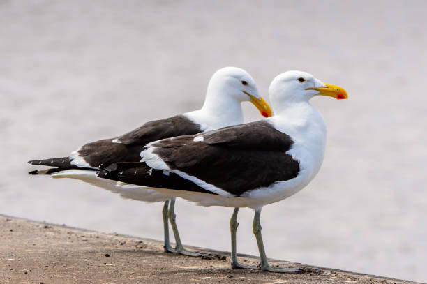 istock Albatross of the Walvis Bay, Atlantic Ocean, Namibia 826420518