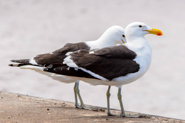 istock Albatross of the Walvis Bay, Atlantic Ocean, Namibia 826420522