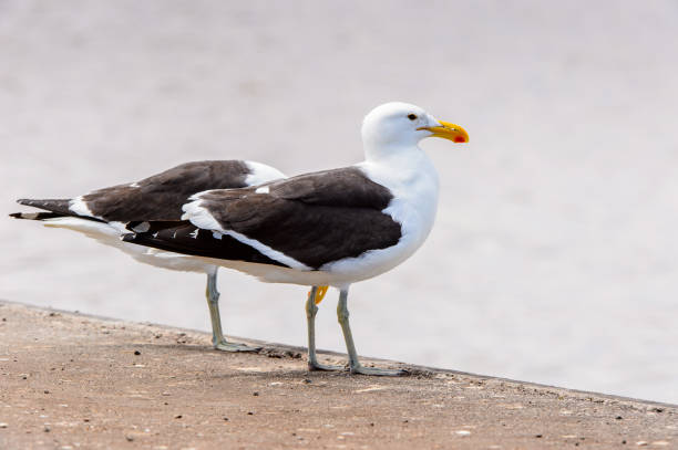 istock Albatross of the Walvis Bay, Atlantic Ocean, Namibia 826420544