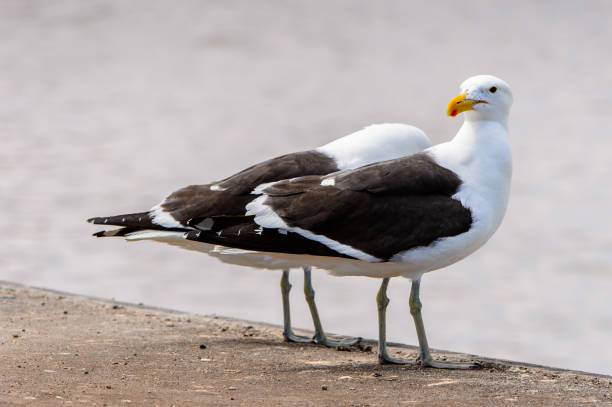 istock Albatross of the Walvis Bay, Atlantic Ocean, Namibia 826420550