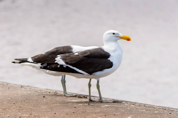 istock Albatross of the Walvis Bay, Atlantic Ocean, Namibia 826420578