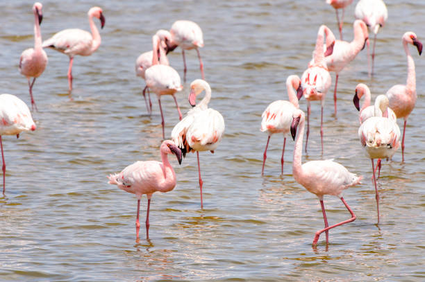 istock Flamingo in the ocean 826420750