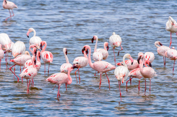 istock Flamingo in the ocean 826420760