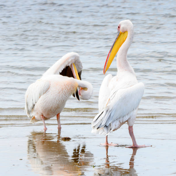istock Pelican, Walvish Bay, Atlantic Ocean,  Namibia 826420980