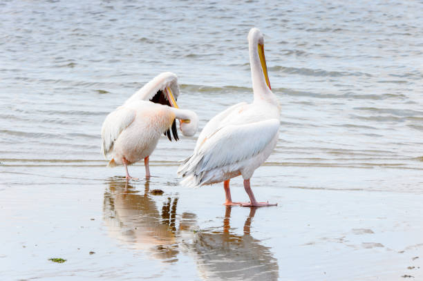 istock Pelican, Walvish Bay, Atlantic Ocean,  Namibia 826421008