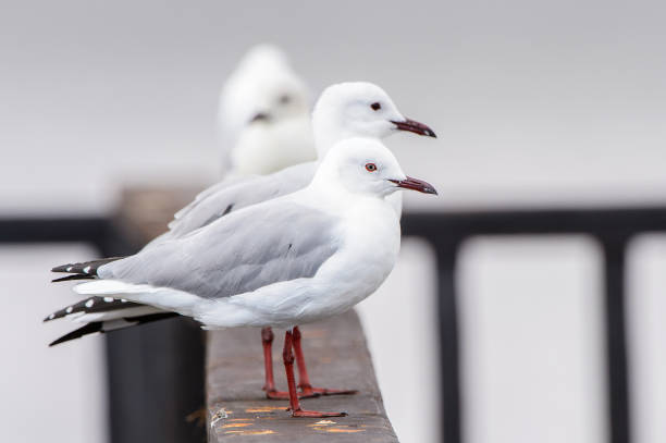 istock Albatross of the Walvis Bay, Namibia 826423262