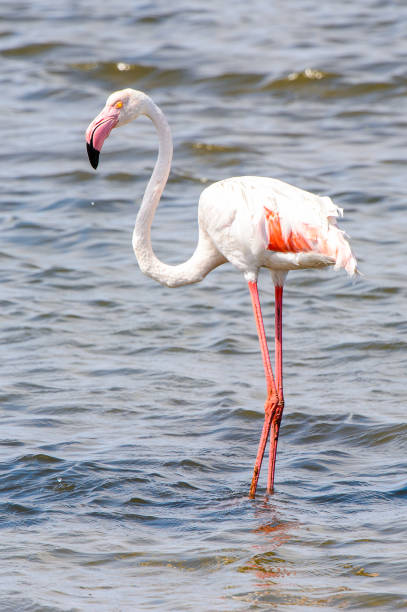 istock Pink flamingo in the water 826423374