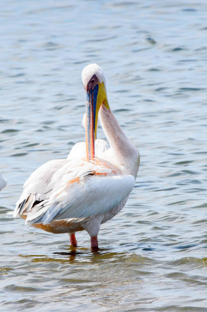 istock Pelicans, Walvish Bay, Namibia 826423422