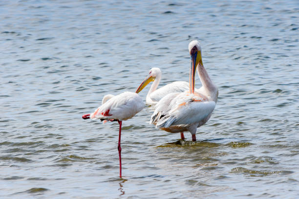 istock Pelican, Walvis Bay, Namibia 826423440