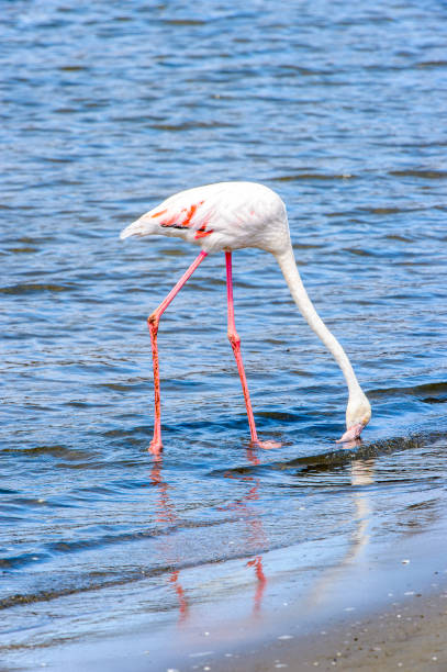 istock Pink flamingo in the water 826423472