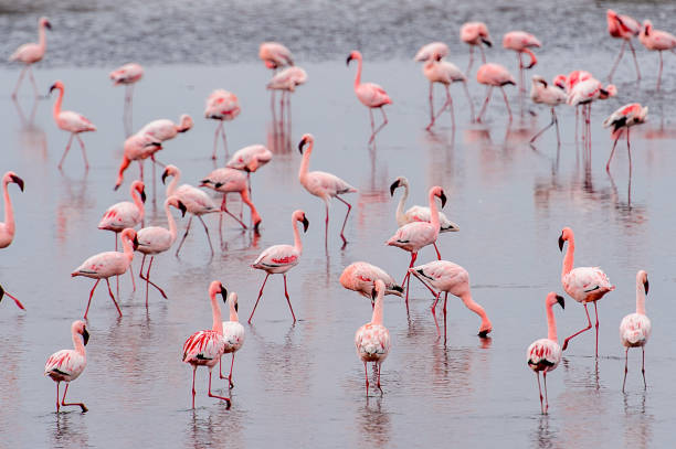 istock Flock of pink flamingos 826423704