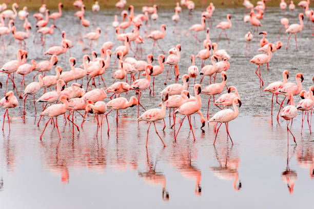 istock Flock of pink flamingos 826423760