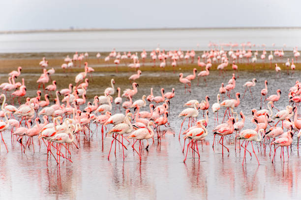 istock Flock of pink flamingos 826423780