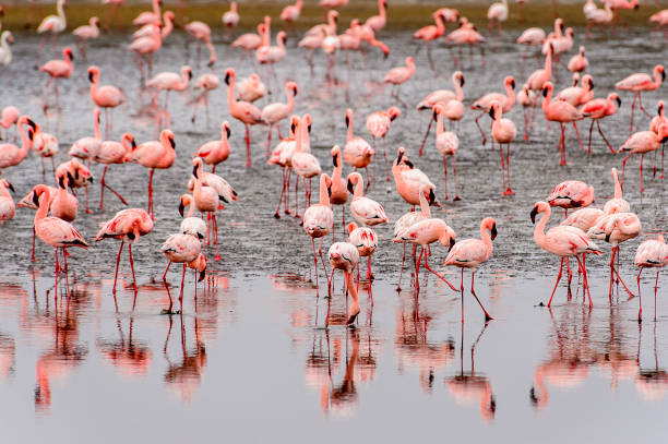 istock Flock of pink flamingos 826423792