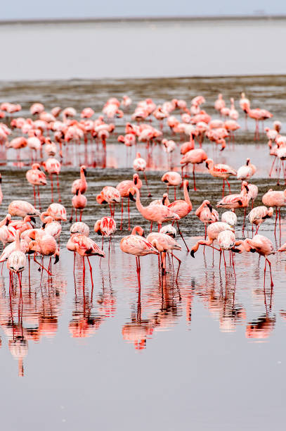 istock Flock of pink flamingos 826423804
