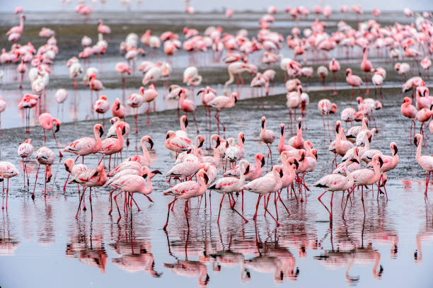 istock Flock of pink flamingos 826423836