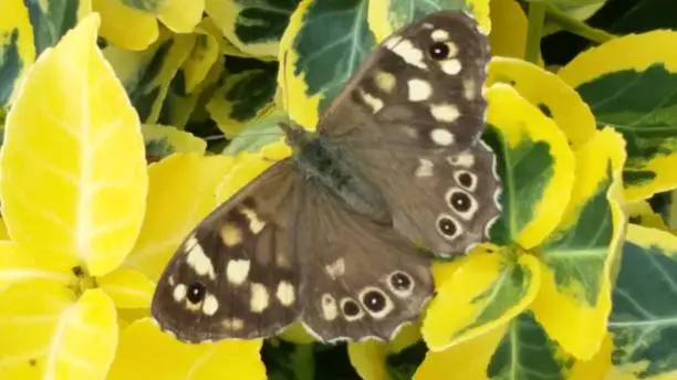 Close up of an open winged speckledwood butterfly resting on leaves.