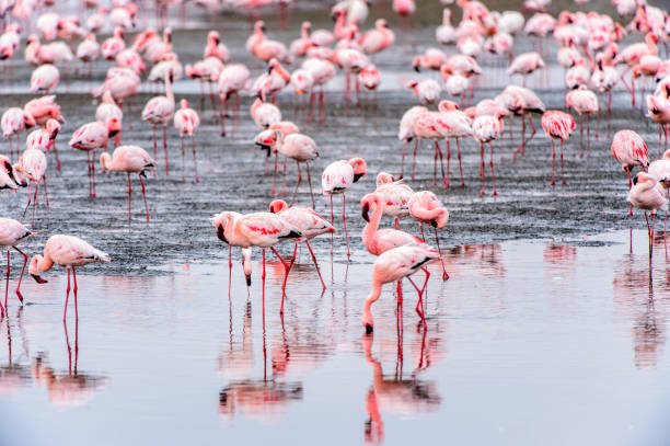 istock Flock of pink flamingos 826423876