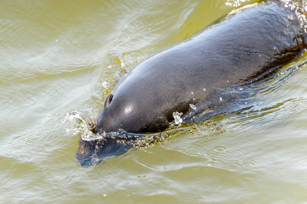 istock Sea lion, Walvis Bay, Namibia 826426884