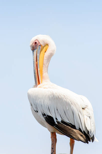 istock Pelican close up, Walvis Bay, Namibia 826426918