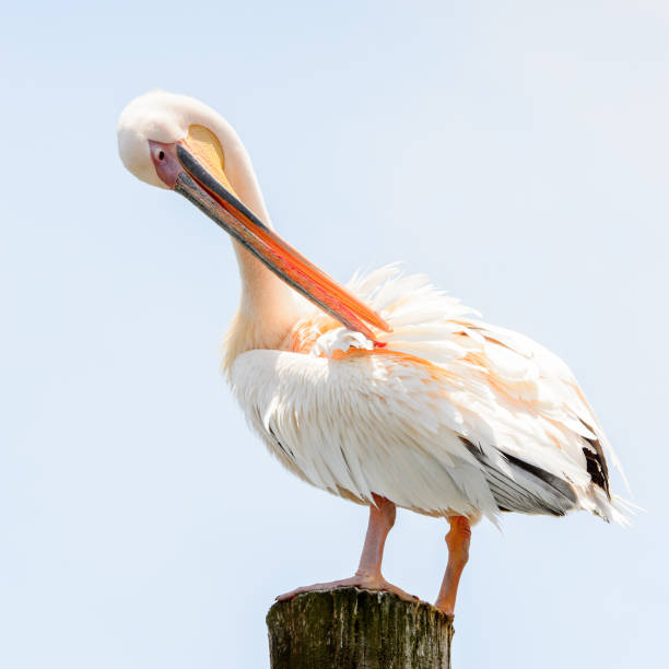 istock Pelican close up, Walvis Bay, Namibia 826426948