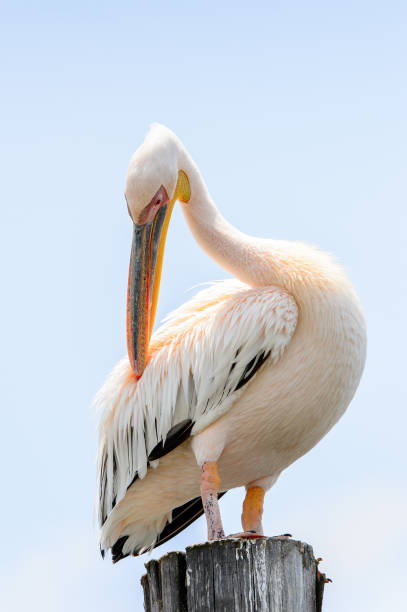 istock Pelican close up, Walvis Bay, Namibia 826426970