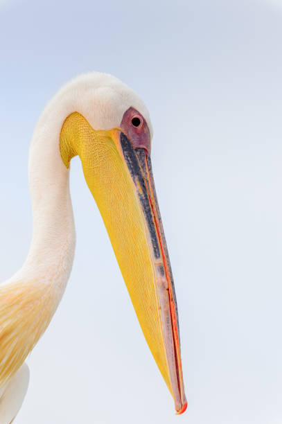 istock Cute Pelican, Walvis Bay, Namibia 826427104