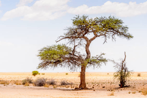 Beautiful landscape of a tree in the desert, Namibia