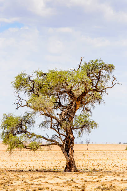 istock Beautiful landscape of a tree in the desert, Namibia 826428124