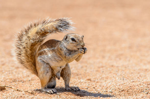 istock Close view of a cute suricate in Namibia 826428508