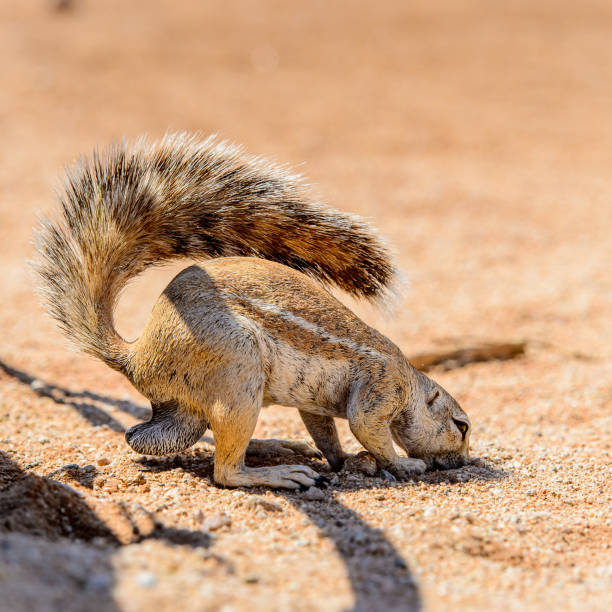 istock Close up of a Meerkat in Namibia 826428572