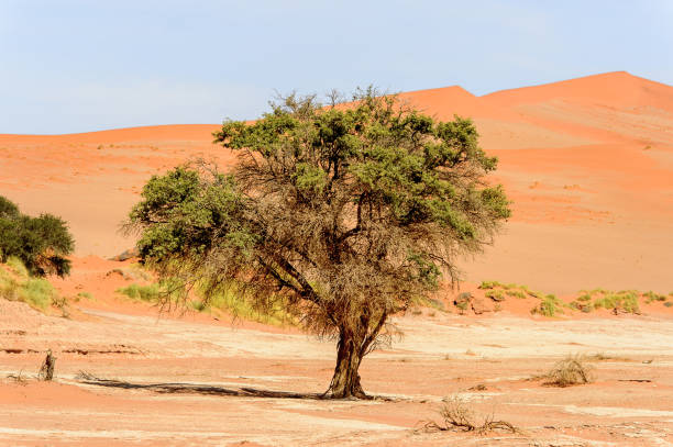 istock Namibia desert, Sossuvlei, Africa. 826433898
